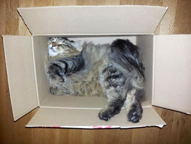 chat carton