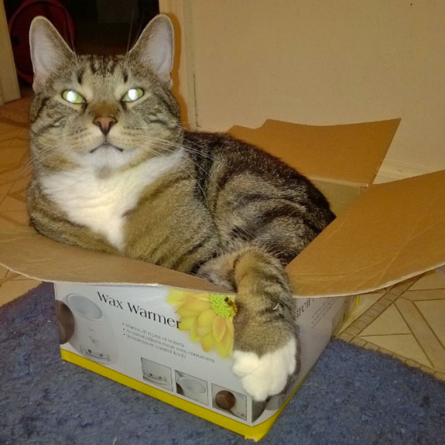 chat carton