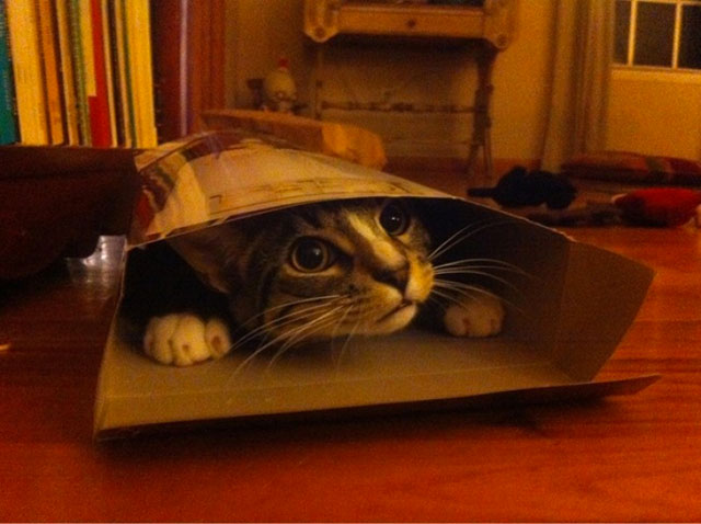 chat carton