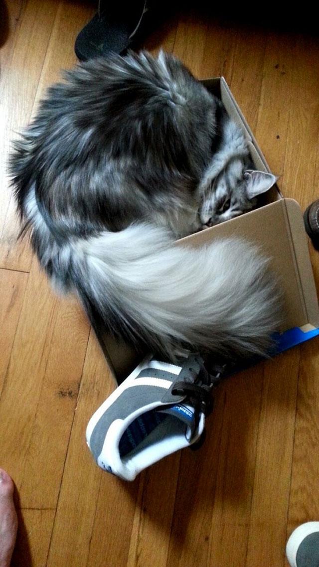 chat carton