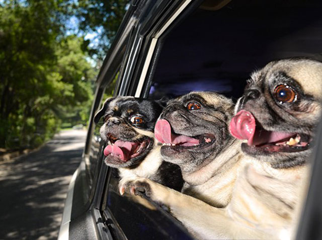 chien voiture vent