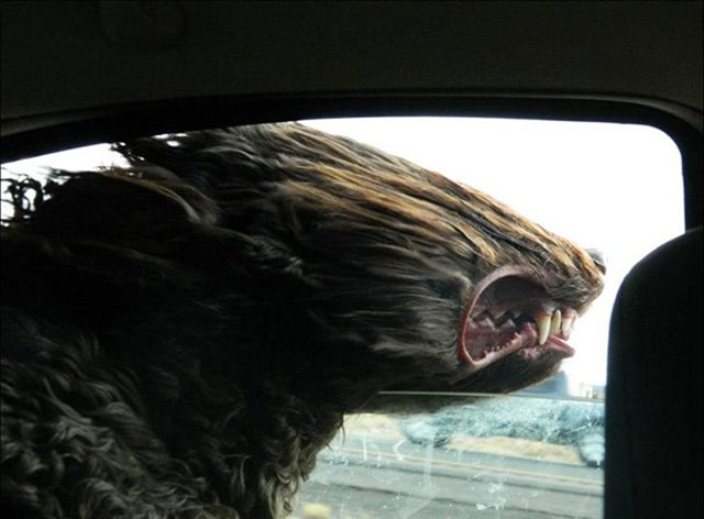 chien voiture vent