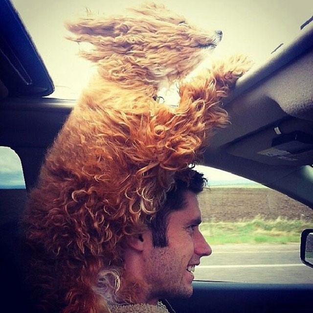 chien voiture vent