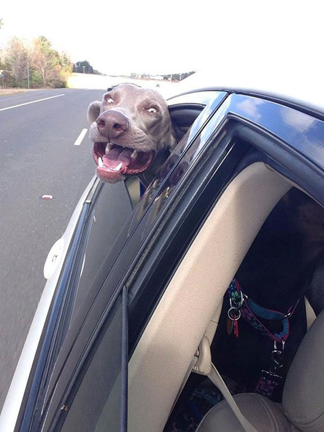 chien voiture fenetre