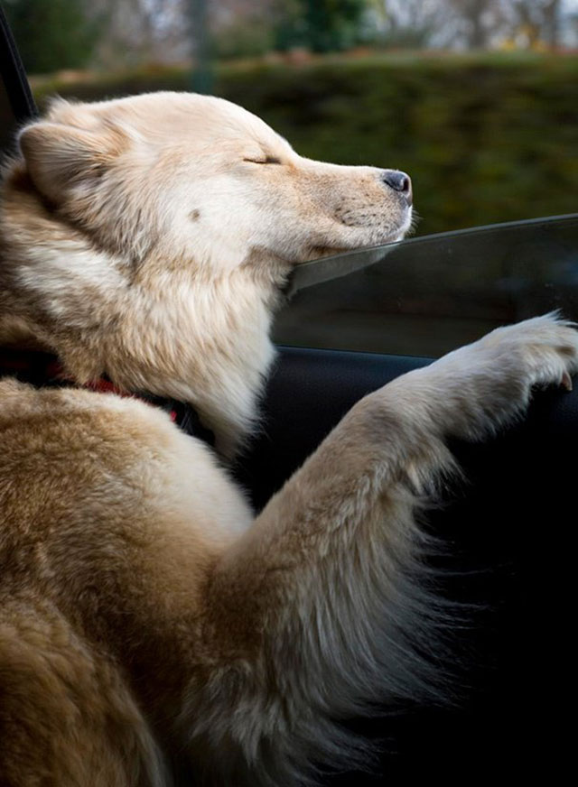 chien voiture fenetre