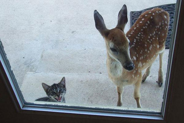 chat et biche