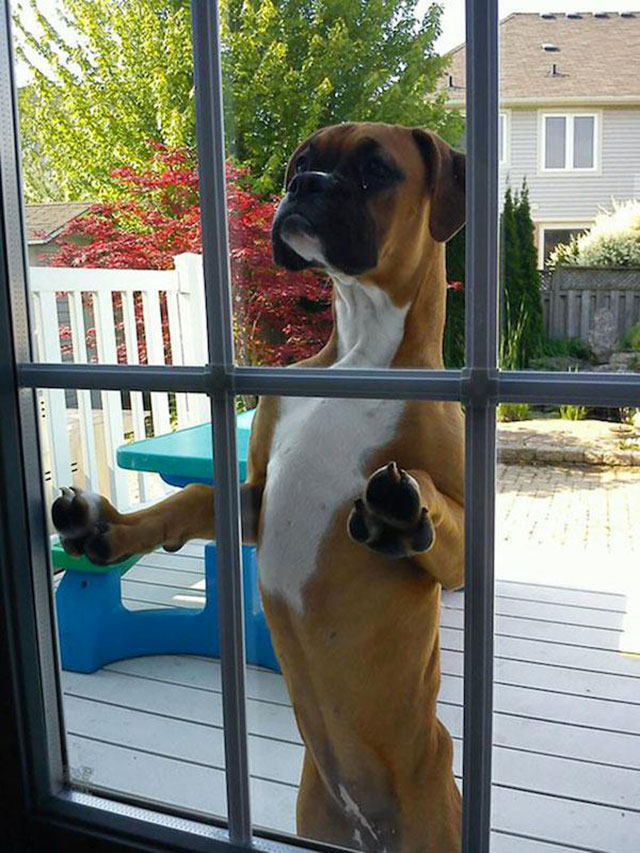 chien devant porte