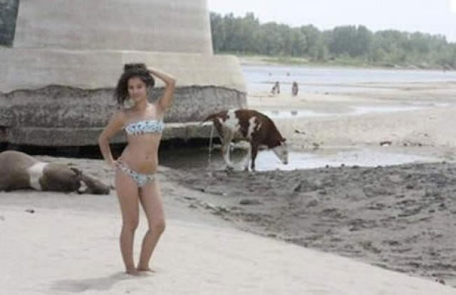 bikini vache pipi