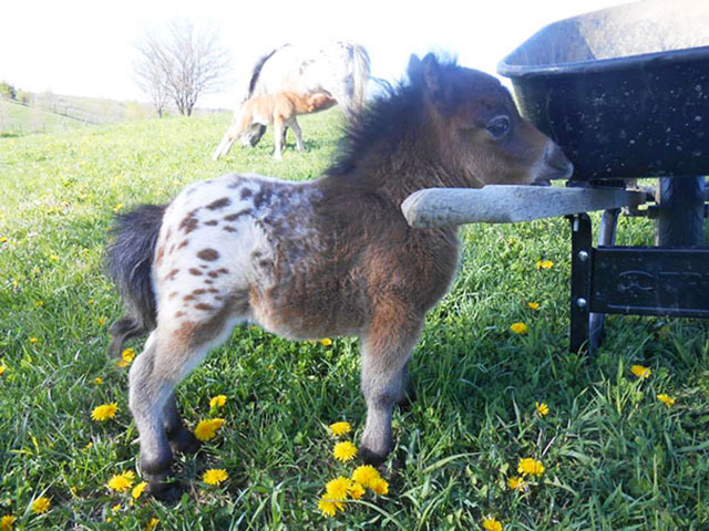 mini cheval