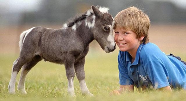 cheval miniature