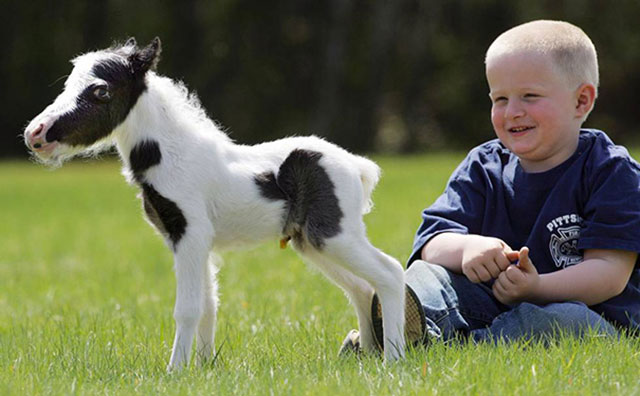 cheval très petit