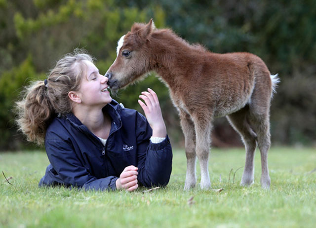 cheval très petit