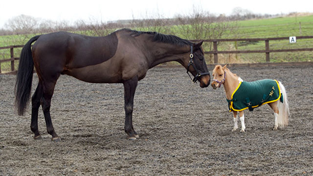 cheval très petit