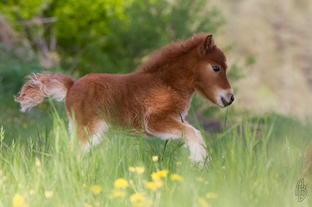 mini cheval