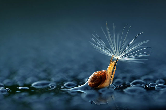 escargot sous la pluie