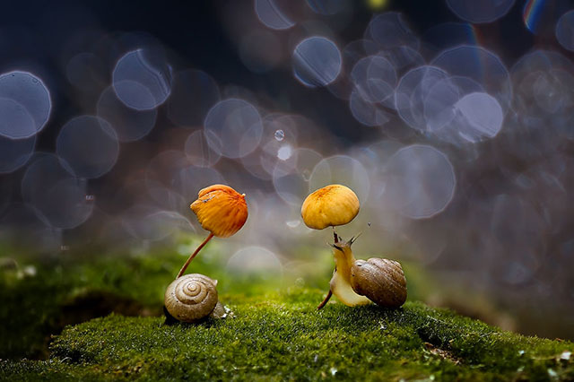 escargot sous la pluie