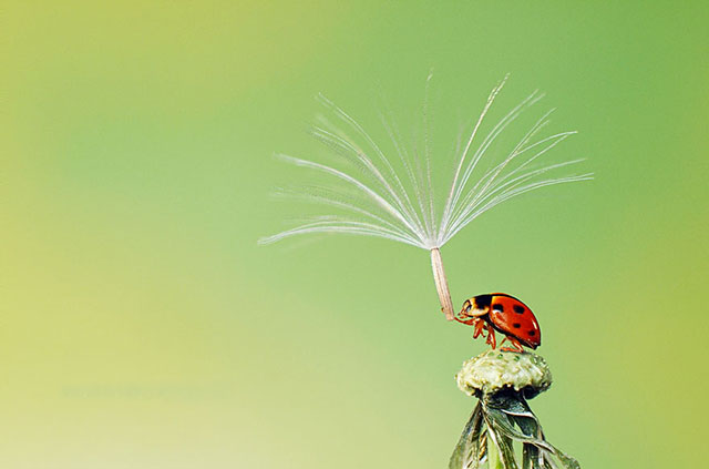 coccinelle sous la pluie