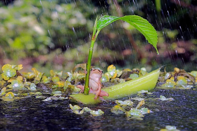 grenouille sous la pluie