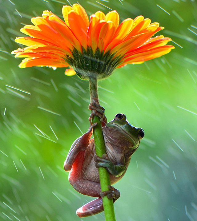 grenouille sous la pluie