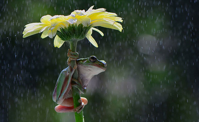 grenouille sous la pluie