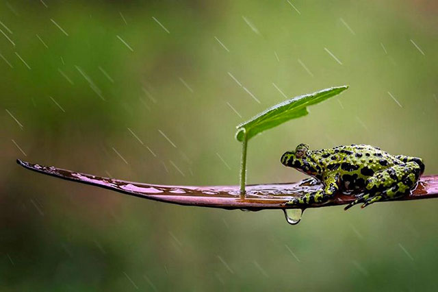 grenouille sous la pluie