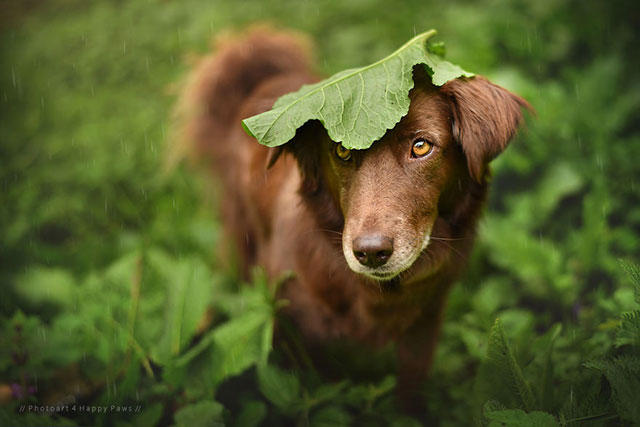 chien sous la pluie