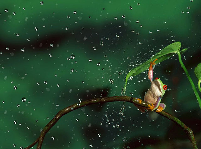 grenouille sous la pluie