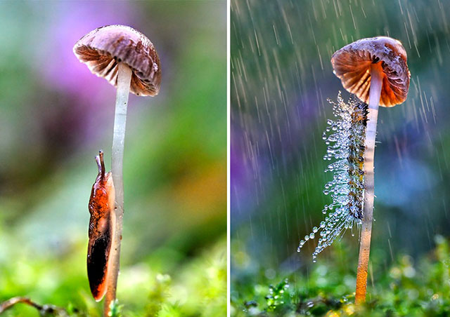 chenille sous la pluie