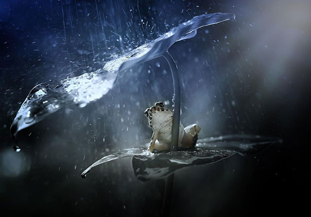 grenouille sous la pluie