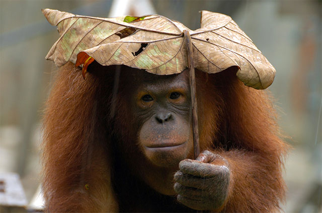 singe sous la pluie