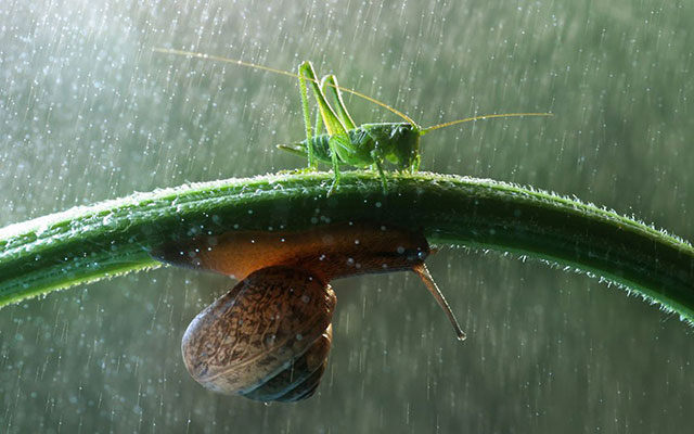 escargot sous la pluie