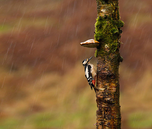 oiseau sous la pluie