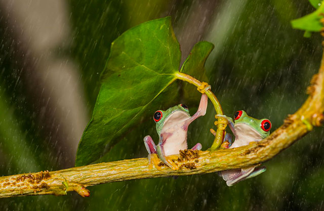 grenouille sous la pluie