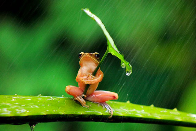 grenouille sous la pluie