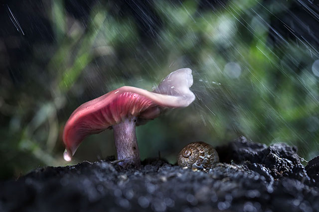 escargot sous la pluie