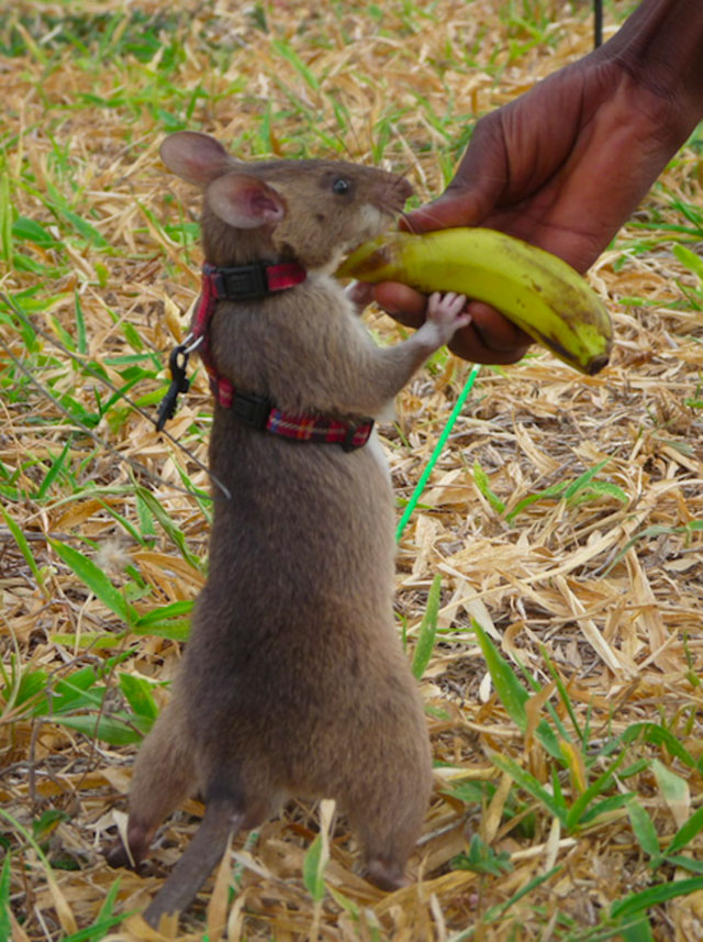 rat banane