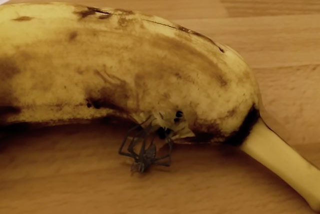 banane araignée