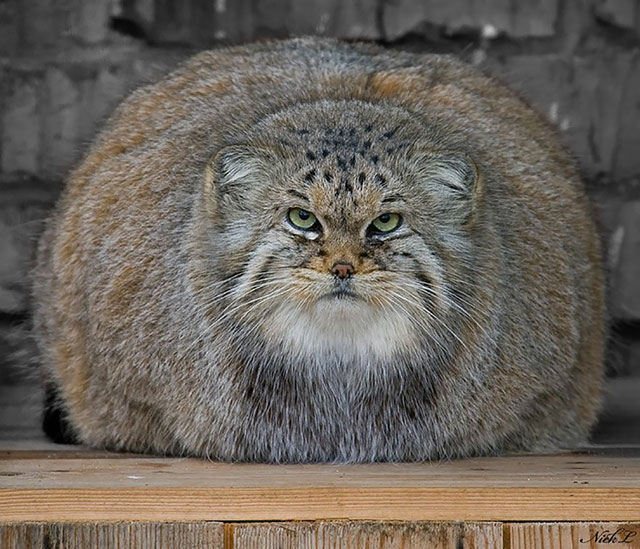 chat de Pallas gros