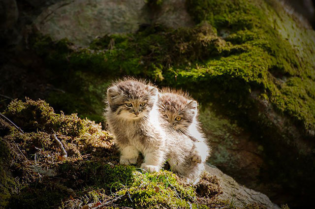 chaton de Pallas