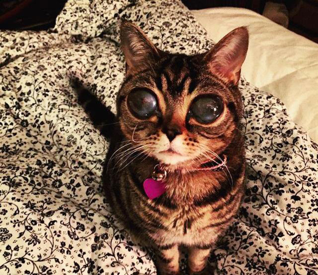 chat yeux les plus gros au monde