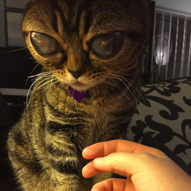 chat alien