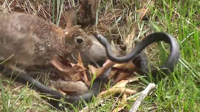 lapin contre serpent