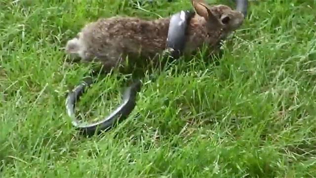 lapin vs serpent