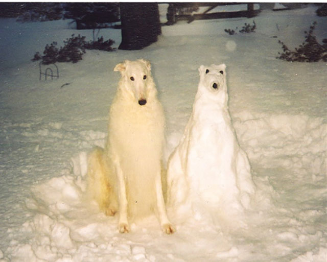 ressemblance chien neige
