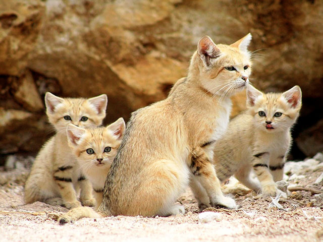 chat-des-sables (4)