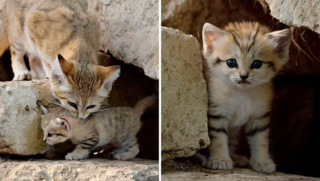 chat-des-sables (5)