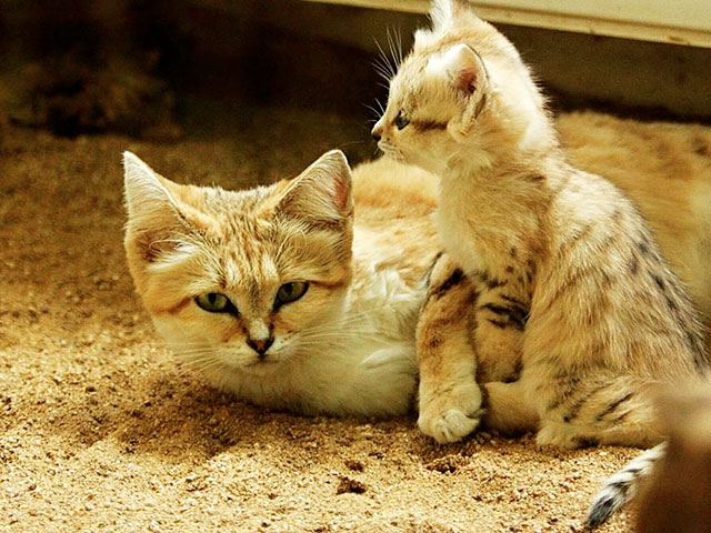 chat-des-sables (7)
