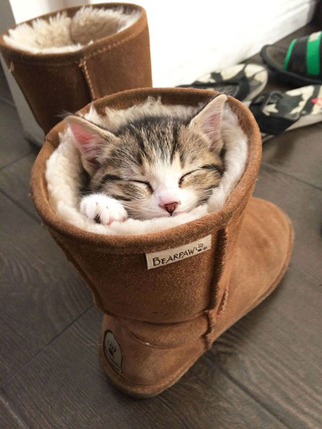 chaton chaussures