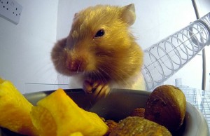 hamster qui mange