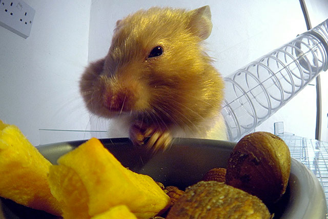 hamster qui mange